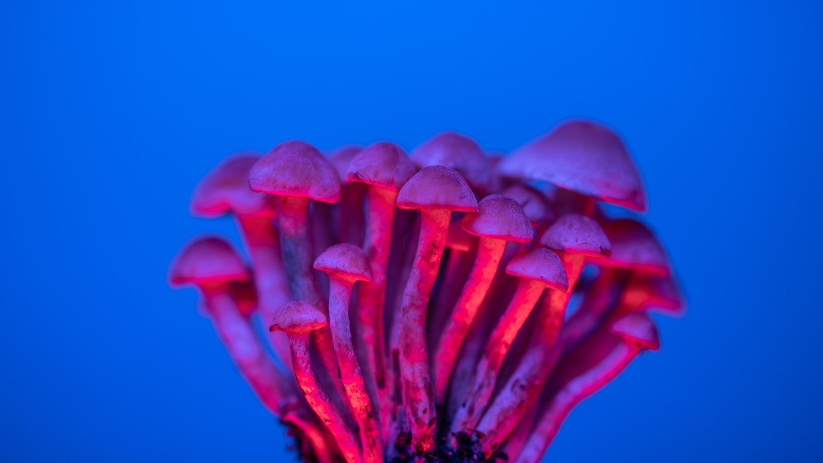 Macro Photography of a Psilocybin Mushroom