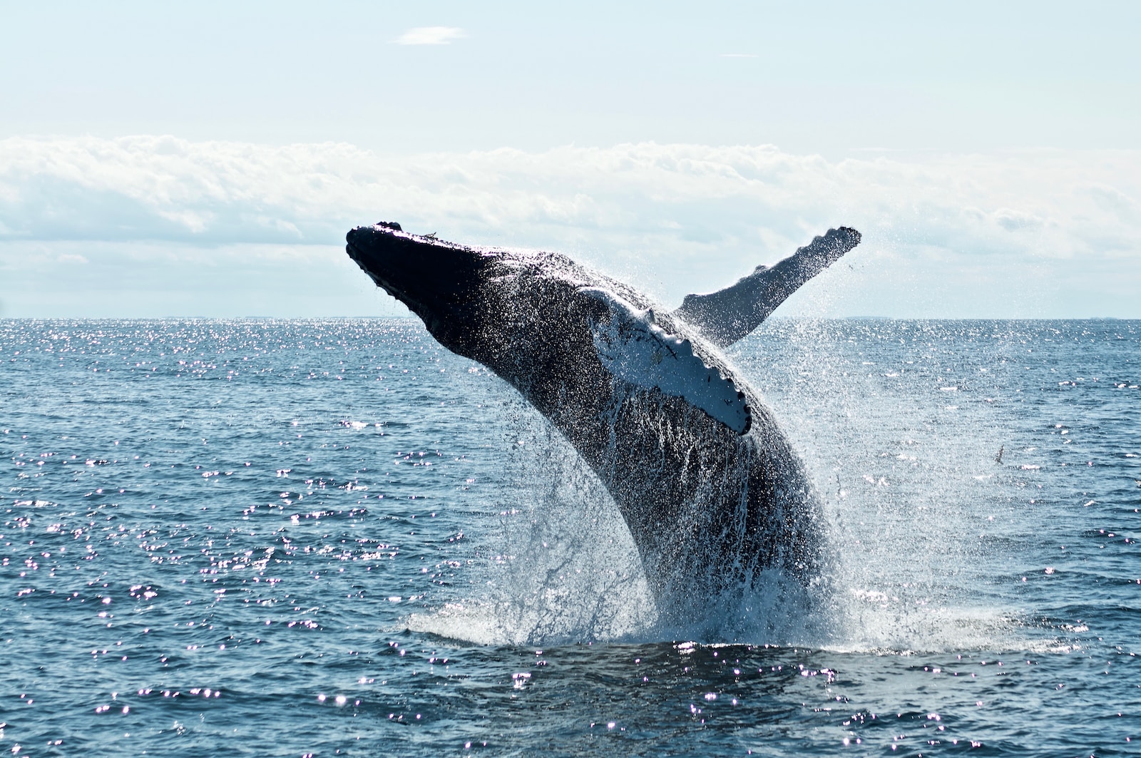 grey dolphin on body of water during daytime